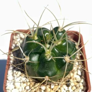 Gymnocalycium monvillei (Pl № 700)