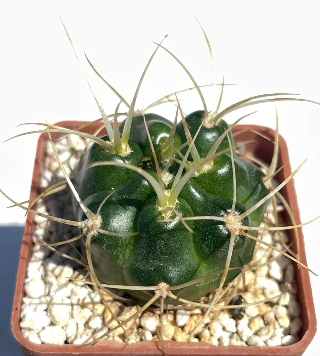 Gymnocalycium monvillei (Pl № 700)