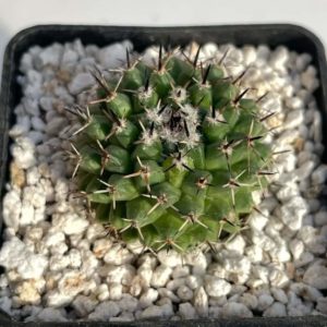 Mammillaria sempervivi v. tetracantha