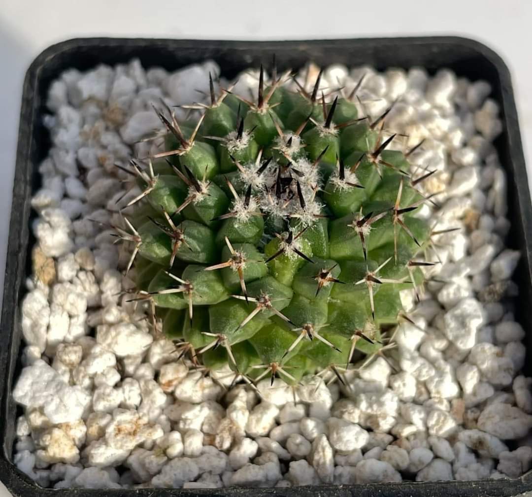 Mammillaria sempervivi v. tetracantha