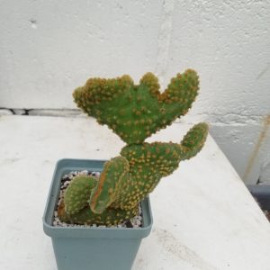 Opuntia microdasis f. cristata