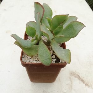 Crassula ovata cv. " Blue Bird"