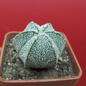 Astrophytum coahuilense x Superkabuto
