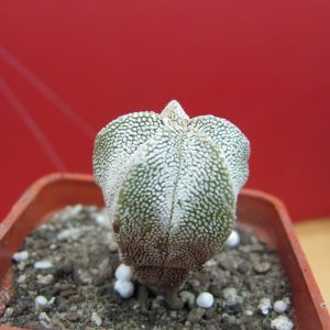 Astrophytum Onzuka