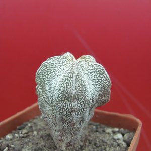 Astrophytum Onzuka