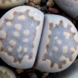 lithops julii  С 063