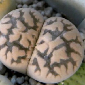 lithops karasmontana bella