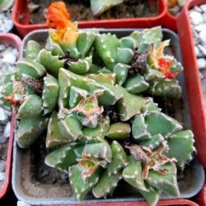 faucaria cradockensis