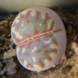 lithops dorothea