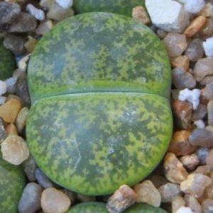 lithops lesliei albinica