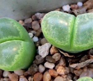 1798 conophytum SB1066