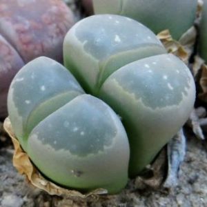 lithops olivacea c 109
