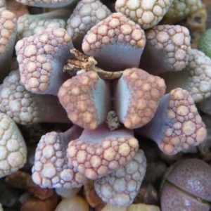 titanopsis hugo-schlechteri