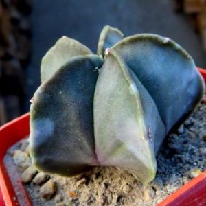 astrophytum nudum variegata