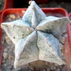 astrophytum myriostigma Tay