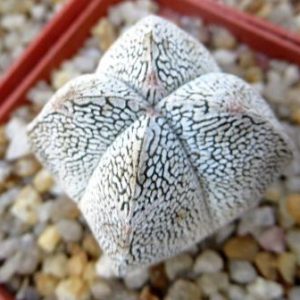 astrophytum onzuka v type
