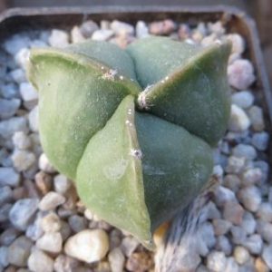 astrophytum quadricostatum nudum
