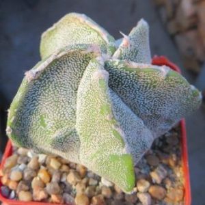 astrophytum myriostigma fukuryu haku jo