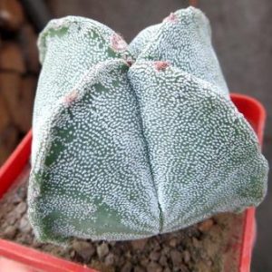 astrophytum myriostigma quadricostatum ball