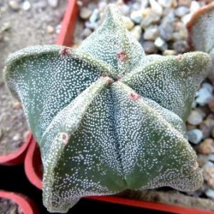 astrophytum myriostigma Tay
