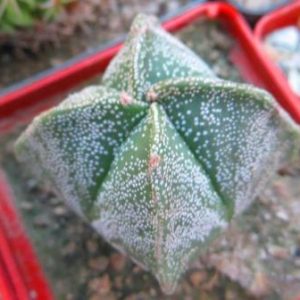 astrophytum myriostigma quadricostatum Tay