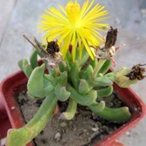 rhombophyllum dolabriformis