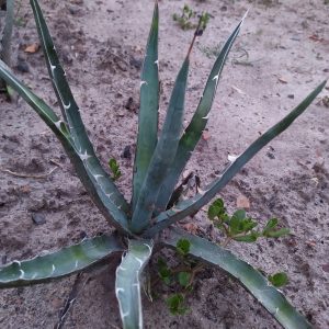 Agave chrysantha MG 1888.363