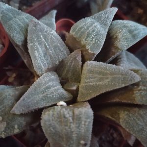 Haworthia pygmaea f. crystallina
