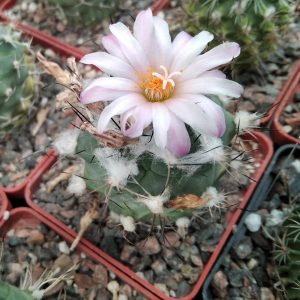 Turbinicarpus hybr -s