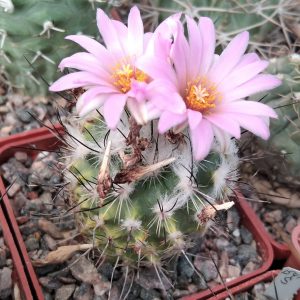 Turbinicarpus hybr -s