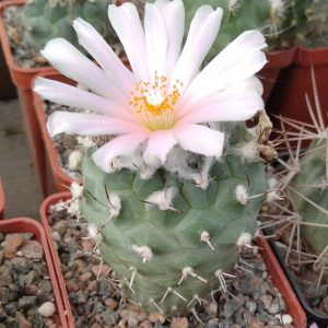 Turbinicarpus hybr -s