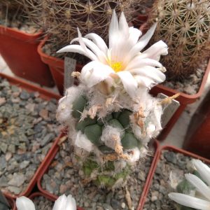 Turbinicarpus hybr -s