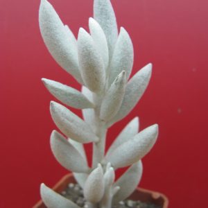 Senecio haworthioides