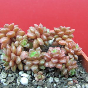 Cremnesedum Little Gem