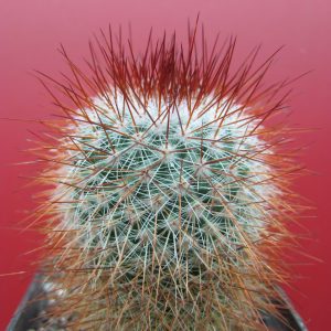 Mammillaria spinosissima Red