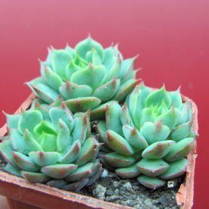 Echeveria Ramilette