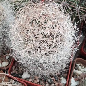 Nеоporteria senilis -s