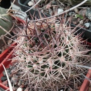 Pyrrhocactus kunzei -MG- s