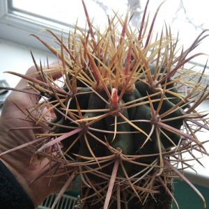 Ferocactus  cylindraceus v. eastwoodiae - MG- s