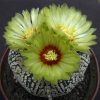 1 Astrophytum asterias cv. Super Kabuto 15шт.-25грн.