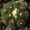 16 Astrophytum asterias kikko (2)