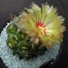 17 Astrophytum asterias kikko -Thailand-