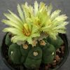 18 Astrophytum asterias kikko5