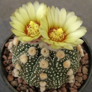 Astrophytum asterias SK ooibo -Seeds-