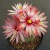 3 Astrophytum asterias kikko fukuryi 3 Astrophytum asterias kikko fukuryi