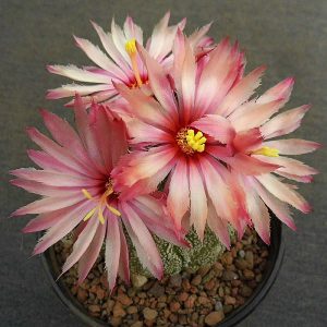 Astrophytum asterias kikko fukuryi -Seeds-