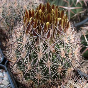 Echinomastus unguispinus SB 313 -Seeds-