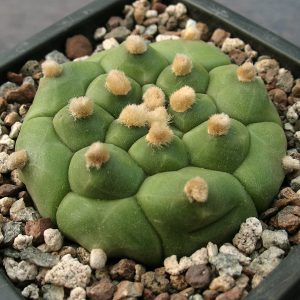 Astrophytum asterias cv. kikko -Seeds-