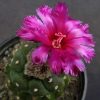 Astrophytum asterias cv. kikko violet Astrophytum asterias cv. kikko violet