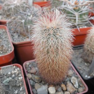 Echinocereus russanthus SB 965 - Brewster Co. Tx. - MG -